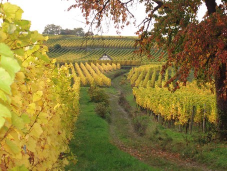 Vignoble de Dorlisheim  l'automne - Photo G.GUYOT - Gite en Alsace